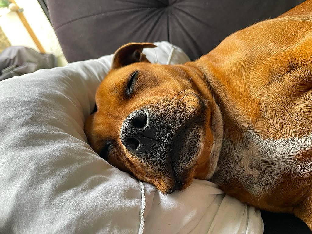 Punky a rejoint le concours — aidez-le/la à gagner de superbes lots ! canidae, carnivore, collar, comfort, companion_dog, couch, dog, dog_breed, ear, fawn, fur, giant_dog_breed, guard_dog, linens, nap, paw, snout, sporting_group, whiskers, wrinkle