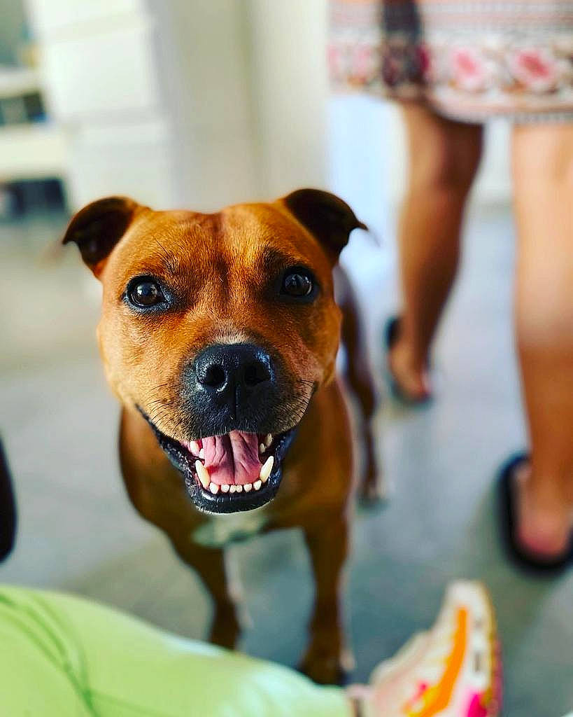 Punky participe au concours pour gagner de l'argent avec cette photo : canidae, carnivore, collar, companion_dog, dog, dog_breed, dog_collar, dog_supply, fawn, flooring, foot, fur, human_leg, leash, pet_supply, puppy, sporting_group, thigh, whiskers, working_dog