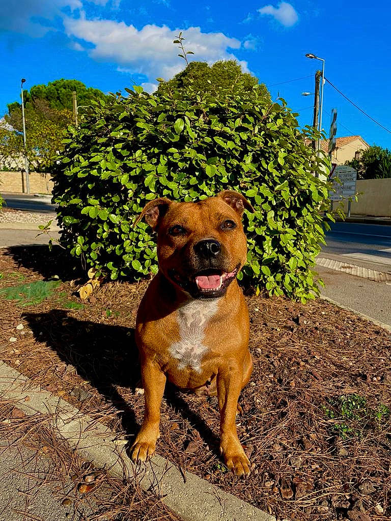 Punky a rejoint le concours — aidez-le/la à gagner de superbes lots ! art, canidae, carnivore, cloud, collar, companion_dog, dog, dog_breed, dog_collar, fawn, grass, house, landscape, molosser, plant, road, road_surface, sky, tree, working_animal