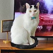 Lil Man joined the competition — help win amazing prizes! black_markings, cat, collar, curious, domestic_animal, feline, focused, furniture, household_items, indoor, indoor_lighting, pet, sign, sitting, table, television, white_cat, wifi, wooden_surface, yellow_eyes