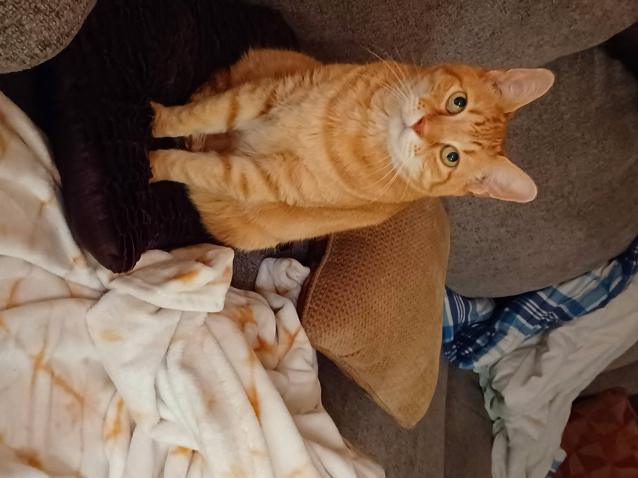 Red joined the competition — help win amazing prizes! bed, carnivore, cat, claw, comfort, domestic_short_haired_cat, eye, fawn, felidae, foot, fur, gesture, human_body, paw, small_to_medium_sized_cats, snout, tail, thread, whiskers, wood