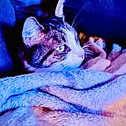 Charlie Brown is registered to the contest to win money with this photo: animal, blanket, cat, closeup, comfort, cozy, curious, cute, ears, feline, fur, indoor, pet, relaxing, resting, sleepy, snuggled, soft, warm, whiskers