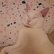 Mystery joined the competition — help win amazing prizes! cat, white_cat, sleeping, pillow, bed, indoor, pet, cozy, relaxed, animal, feline, cute, resting, soft, domestic, whiskers, ears, closed_eyes, collar, comfort
