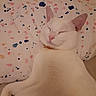 cat, white_cat, sleeping, pillow, bed, indoor, pet, cozy, relaxed, animal, feline, cute, resting, soft, domestic, whiskers, ears, closed_eyes, collar, comfort