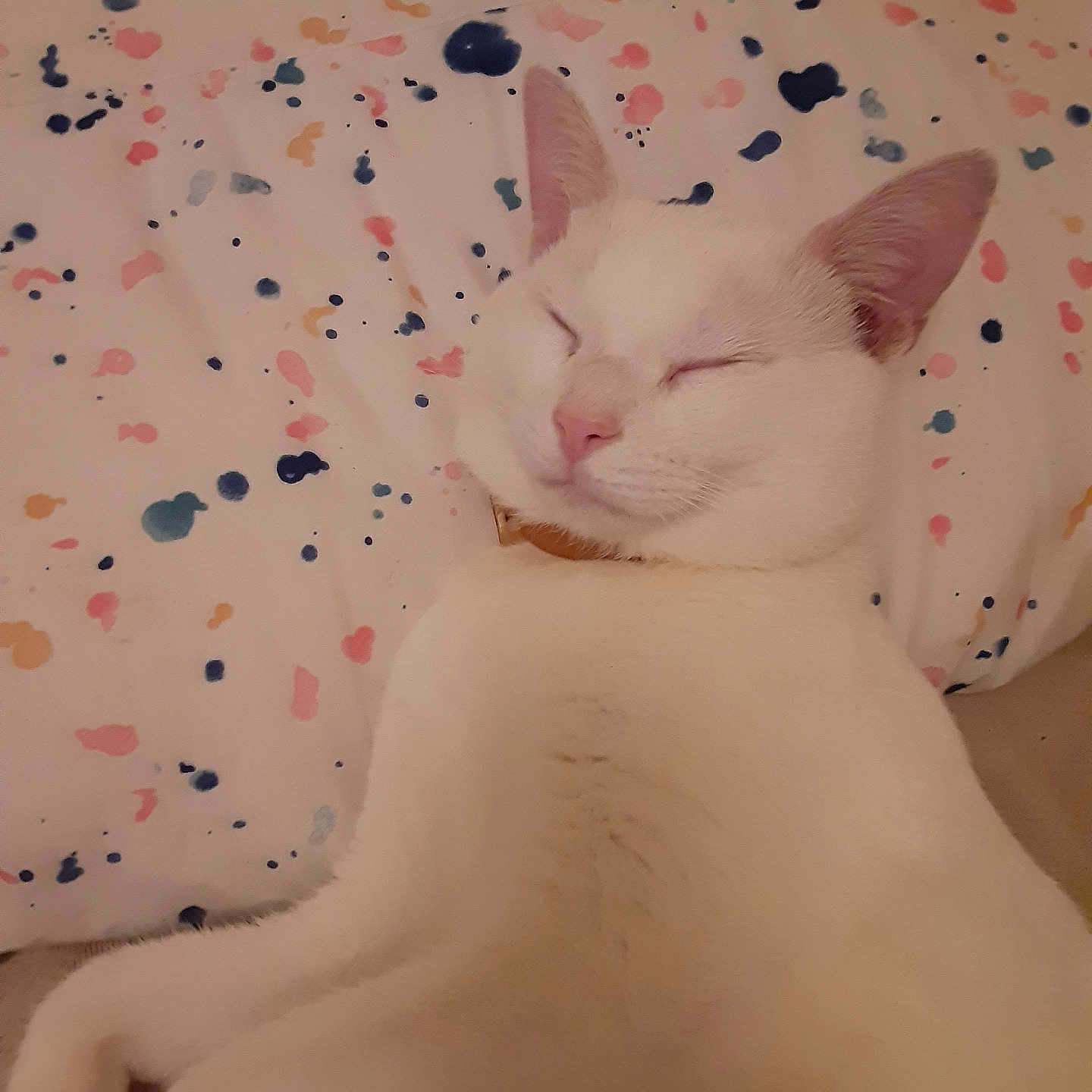 Mystery joined the competition — help win amazing prizes! cat, white_cat, sleeping, pillow, bed, indoor, pet, cozy, relaxed, animal, feline, cute, resting, soft, domestic, whiskers, ears, closed_eyes, collar, comfort