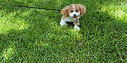 Adora is registered to the contest to win money with this photo: dog, grass, leash, outdoor, pet, happy, playful, sunlight, shadow, nature, animal, cute, fluffy, small_dog, greenery, summer, tongue_out, canine, park, daytime