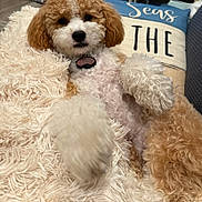 Adora joined the competition — help win amazing prizes! dog, curly_fur, fluffy, blanket, pillow, indoor, relaxed, cute, pet, canine, fur, cozy, laying_down, home, decor, brown, white, soft_texture, collar, comfort