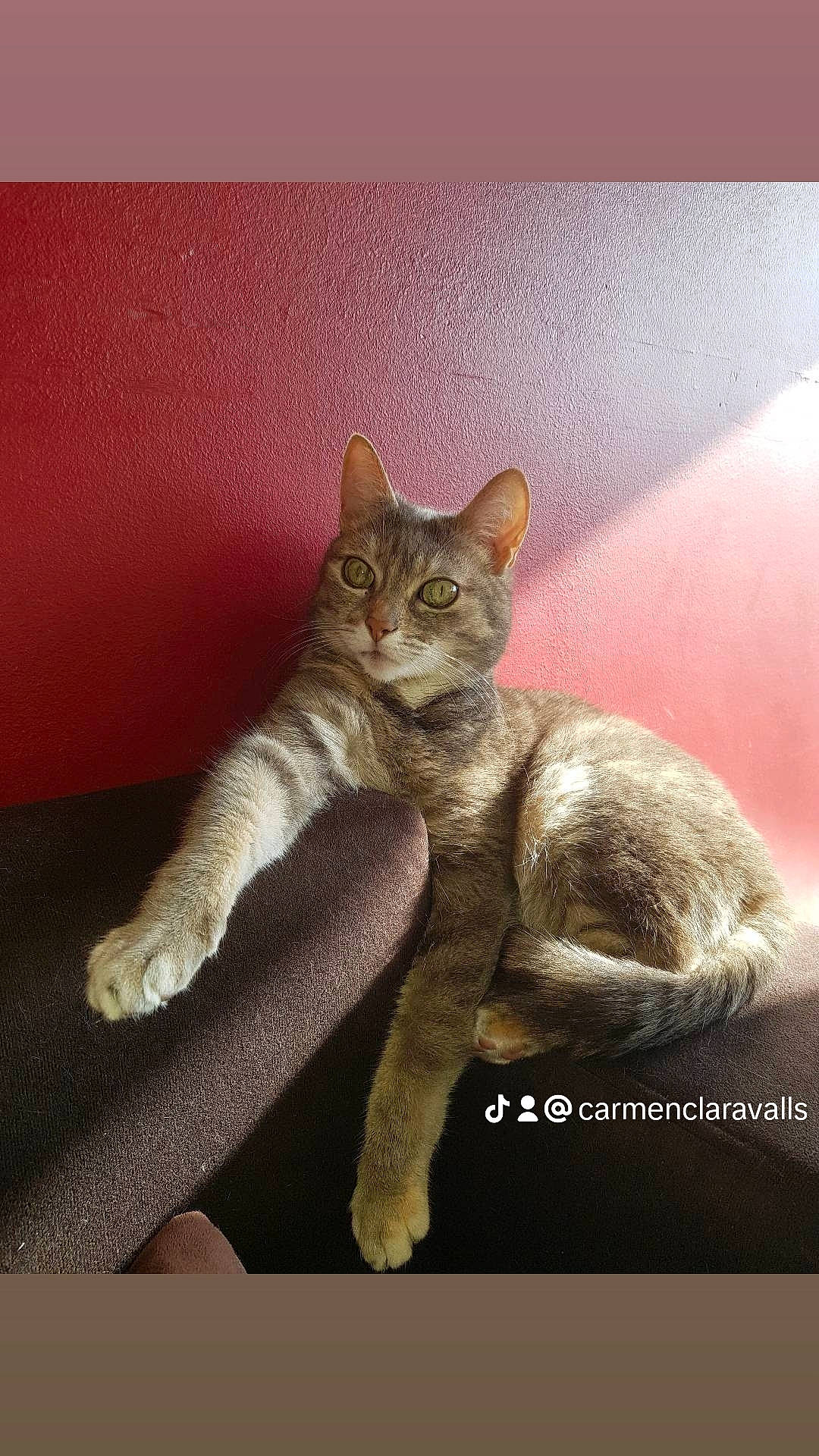 Zouzou participe au concours pour gagner de l'argent avec cette photo : carnivore, cat, claw, domestic_short_haired_cat, fawn, felidae, fur, grey, paw, photo_caption, small_to_medium_sized_cats, snout, tail, terrestrial_animal, whiskers, wildlife, window