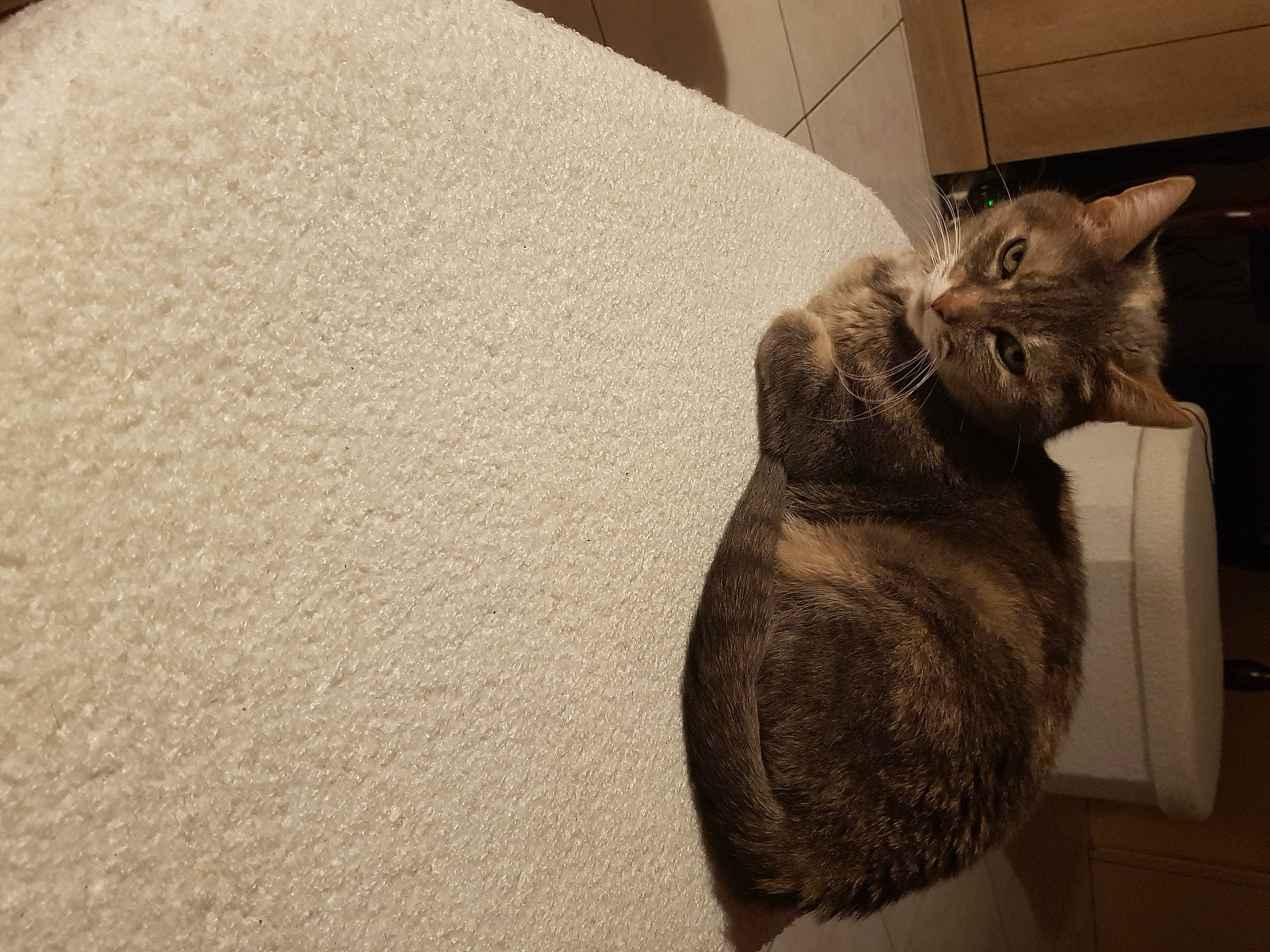 Zouzou participe au concours pour gagner de l'argent avec cette photo : art, carnivore, cat, claw, comfort, domestic_short_haired_cat, felidae, flooring, fur, grey, hardwood, paw, room, sculpture, small_to_medium_sized_cats, snout, tail, whiskers, wood