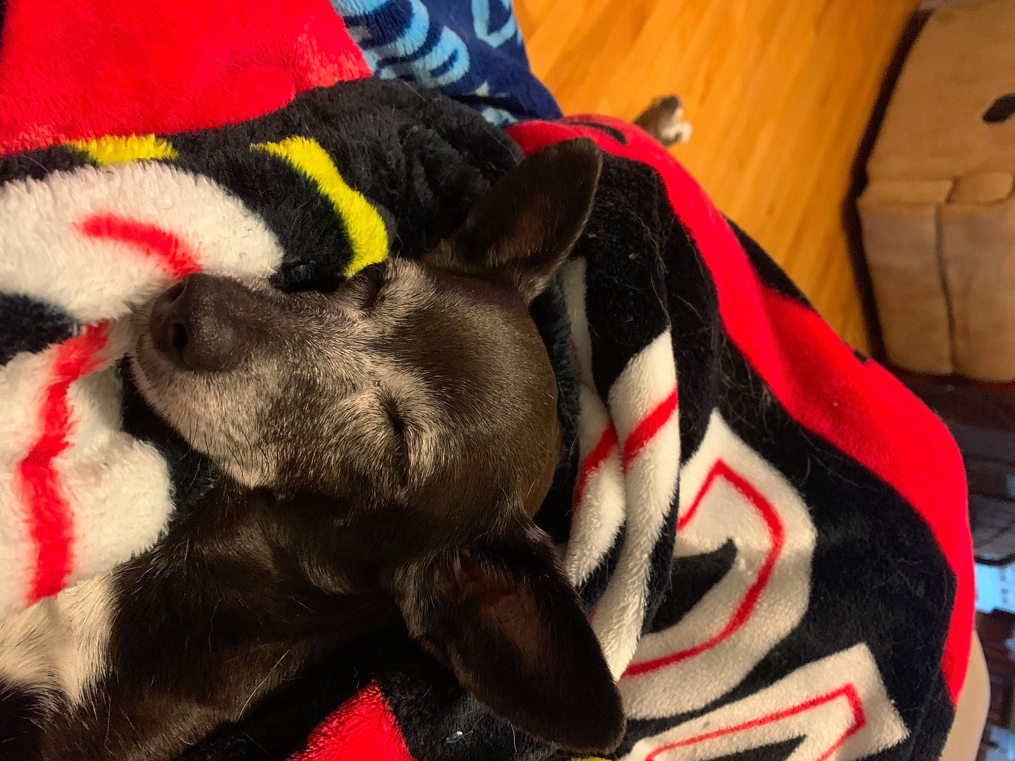 Star joined the competition — help win amazing prizes! canidae, carmine, carnivore, carpet, collar, comfort, companion_dog, dog, dog_breed, dog_supply, fur, linens, liver, non_sporting_group, pattern, sporting_group, tail, terrestrial_animal, working_animal