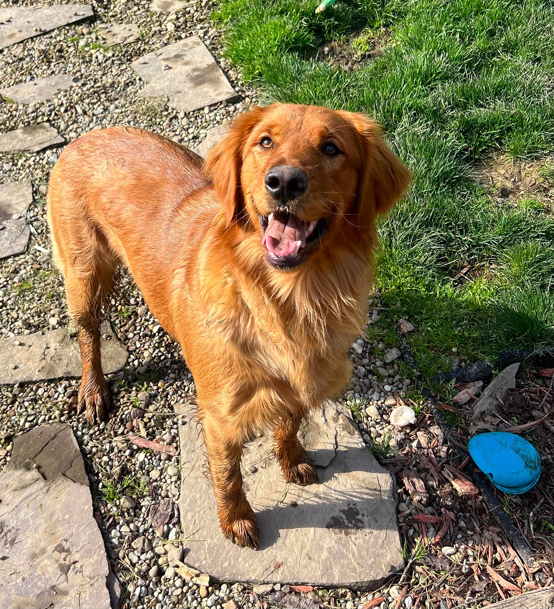 Winnie is registered to the contest to win money with this photo: canidae, carnivore, companion_dog, dog, dog_breed, fawn, grass, gun_dog, hunting_dog, liver, plant, retriever, soil, sporting_group, terrestrial_animal, tree, working_animal, working_dog