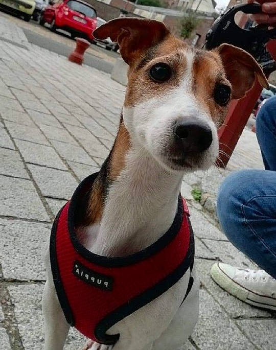 Ganache a rejoint le concours — aidez-le/la à gagner de superbes lots ! canidae, carnivore, collar, companion_dog, dog, dog_breed, dog_collar, dog_supply, fashion_accessory, fawn, hunting_dog, jeans, leash, non_sporting_group, pet_supply, snout, sporting_group, terrier, whiskers, working_animal