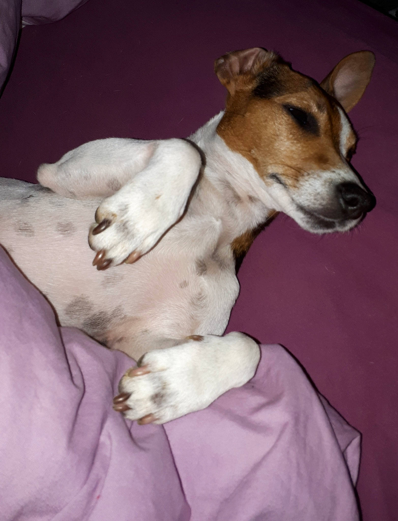 Ganache a rejoint le concours — aidez-le/la à gagner de superbes lots ! canidae, carnivore, collar, comfort, companion_dog, dog, dog_breed, dog_collar, dog_supply, fawn, fur, irishjacks, non_sporting_group, paw, snout, sporting_group, terrier, toy_dog, whiskers, working_animal