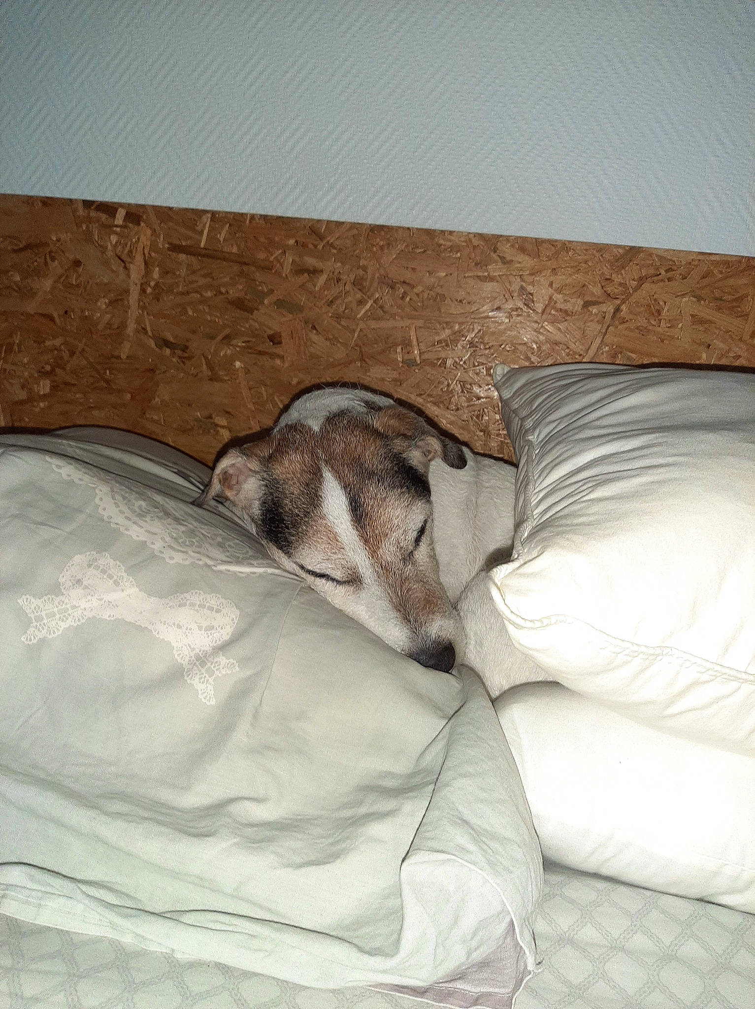 Gus participe au concours pour gagner de l'argent avec cette photo : bed_sheet, bedding, canidae, carnivore, comfort, companion_dog, dog, dog_breed, fawn, felidae, flooring, fur, hardwood, human_leg, linens, room, small_to_medium_sized_cats, sporting_group, tail, wood