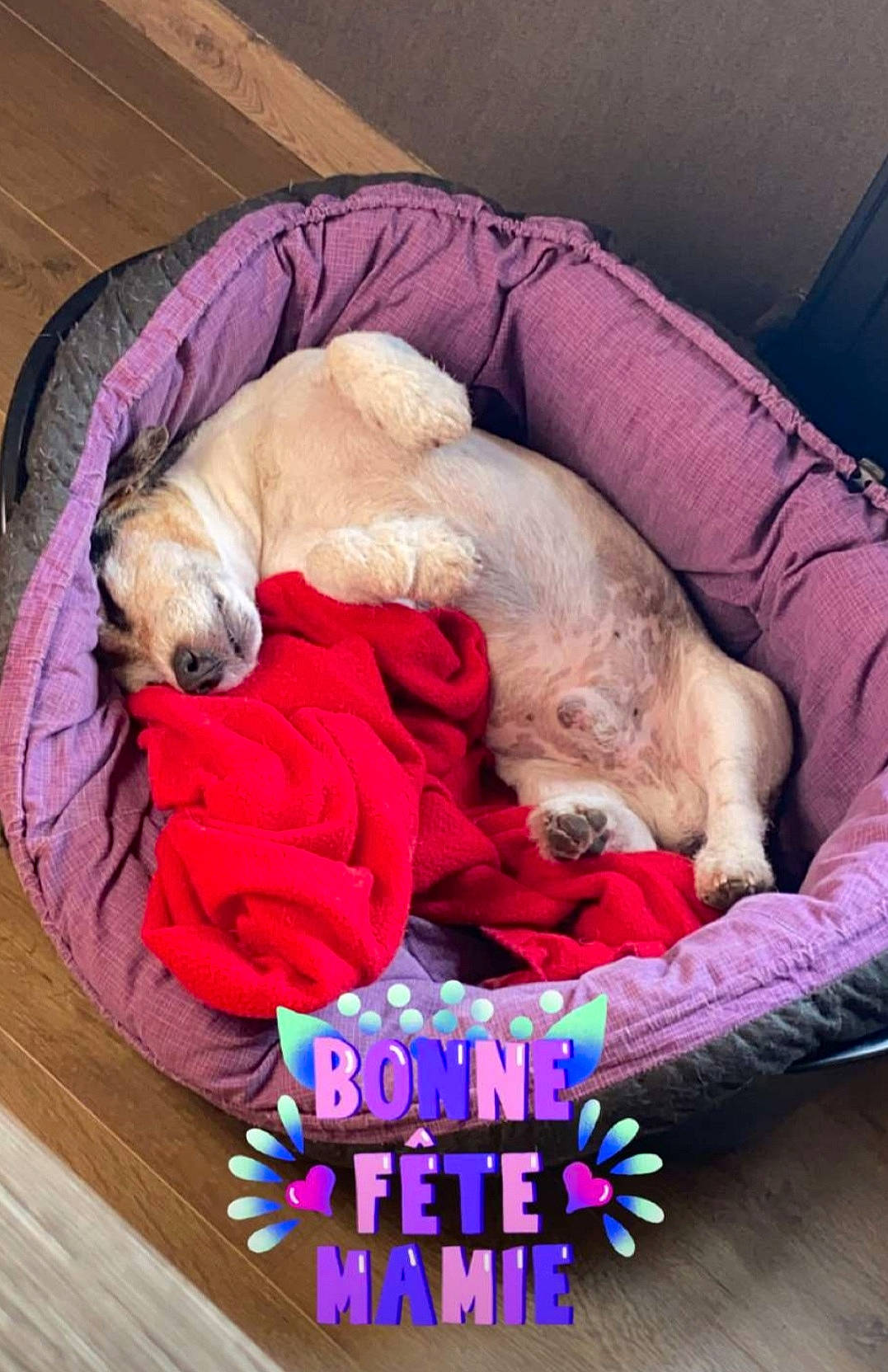 Gus a rejoint le concours — aidez-le/la à gagner de superbes lots ! bedtime, canidae, carnivore, comfort, companion_dog, dog, dog_bed, dog_breed, dog_supply, fawn, fur, linens, magenta, nap, pet_supply, photo_caption, sleep, sporting_group, toy_dog, vertebrate