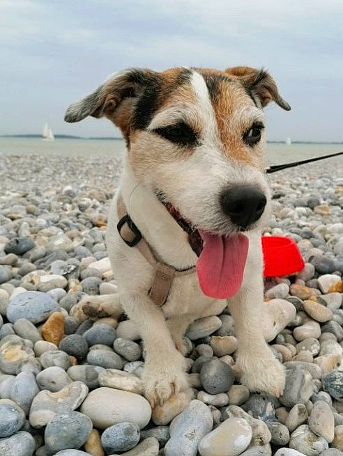 Gus a rejoint le concours — aidez-le/la à gagner de superbes lots ! bedrock, carnivore, cloud, collar, companion_dog, dog, dog_breed, dog_collar, paw, pebble, rock, rubble, sky, soil, sporting_group, street_dog, terrier, water, whiskers, working_dog