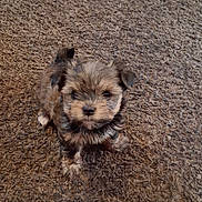 Sadie is registered to the contest to win money with this photo: puppy, dog, brown, fur, carpet, pet, cute, small, animal, looking_up, fluffy, indoor, young, adorable, face, ears, sitting, nose, furry, eyes