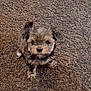 puppy, dog, brown, fur, carpet, pet, cute, small, animal, looking_up, fluffy, indoor, young, adorable, face, ears, sitting, nose, furry, eyes