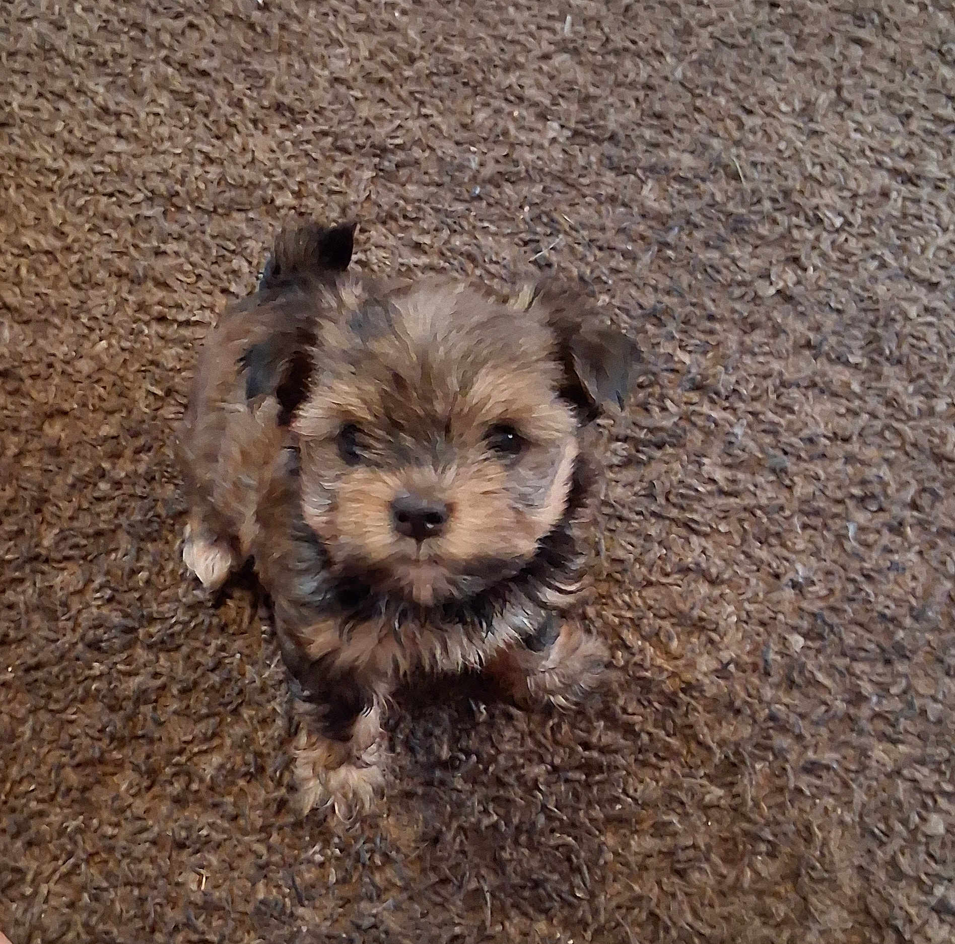 Sadie is registered to the contest to win money with this photo: puppy, dog, brown, fur, carpet, pet, cute, small, animal, looking_up, fluffy, indoor, young, adorable, face, ears, sitting, nose, furry, eyes