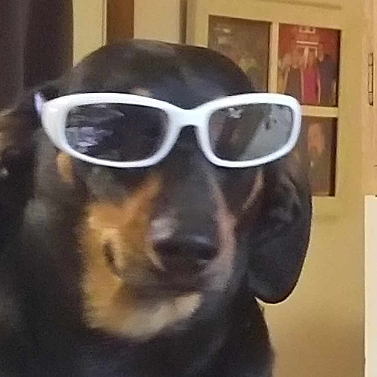 Sassafrass joined the competition — help win amazing prizes! canidae, carnivore, collar, companion_dog, dog, dog_breed, ear, eyewear, fawn, glasses, goggles, jaw, personal_protective_equipment, picture_frame, snout, sporting_group, sunglasses, vision_care, whiskers, working_animal