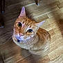cat, orange_tabby, pet, floor, wooden_floor, whiskers, collar, indoor, curious, looking_up, animal, feline, ears, eyes, fur, domestic_cat, cute, sitting, household, chair_leg