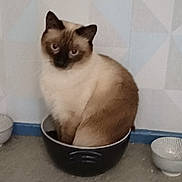 Odin participe au concours pour gagner de l'argent avec cette photo : animal, blue_eyes, bowl, cat, container, curious, cute, domestic, ears, feline, floor, fur, household, indoor, looking, pet, siamese_cat, sitting, small_space, whiskers