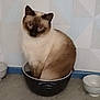 animal, blue_eyes, bowl, cat, container, curious, cute, domestic, ears, feline, floor, fur, household, indoor, looking, pet, siamese_cat, sitting, small_space, whiskers