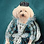 Lily is registered to the contest to win money with this photo: dog, crown, royal_gown, portrait, regal, fluffy, costume, blue_background, vintage_style, decorative, paws, animal_portrait, fancy, luxury, ornate, sitting, cute, funny, pet, indoor