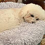 Lily joined the competition — help win amazing prizes! dog, white_dog, fluffy, pet_bed, shaggy_bed, cozy, relaxed, sleepy, indoor, wooden_floor, wicker_chair, furniture, close_up, resting, cute, animal, companion, domestic_pet, soft_texture, curly_fur