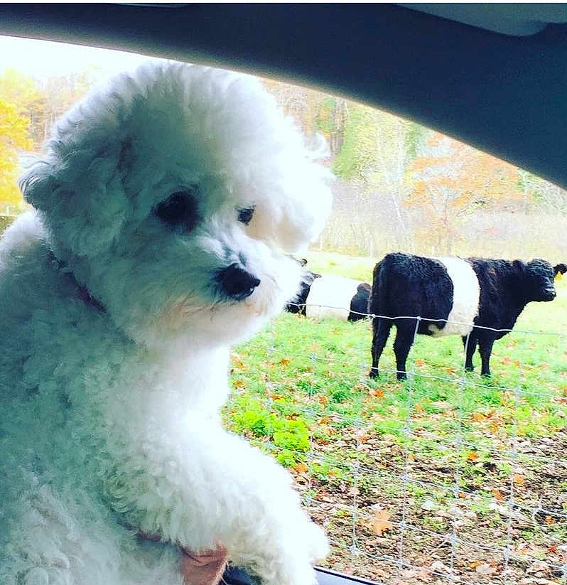 Lily joined the competition — help win amazing prizes! dog, white_dog, fluffy_dog, car_window, hand, cows, black_and_white_cow, field, grass, fence, autumn, trees, outdoor, animal, pet, farm, pasture, curious, nature, daytime