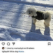 Lily joined the competition — help win amazing prizes! dog, white_dog, snow, winter, shadow, sunlight, outdoor, pet, fluffy, jacket, cold, nature, animal, walking, daylight, path, rocks, fur, curious, small_dog