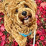 dog, curly_fur, brown_fur, autumn_leaves, red_leaves, grass, harness, leash, outdoor, pet, cute, happy, animal, nature, close_up, portrait, fall, seasonal, smiling, looking_up