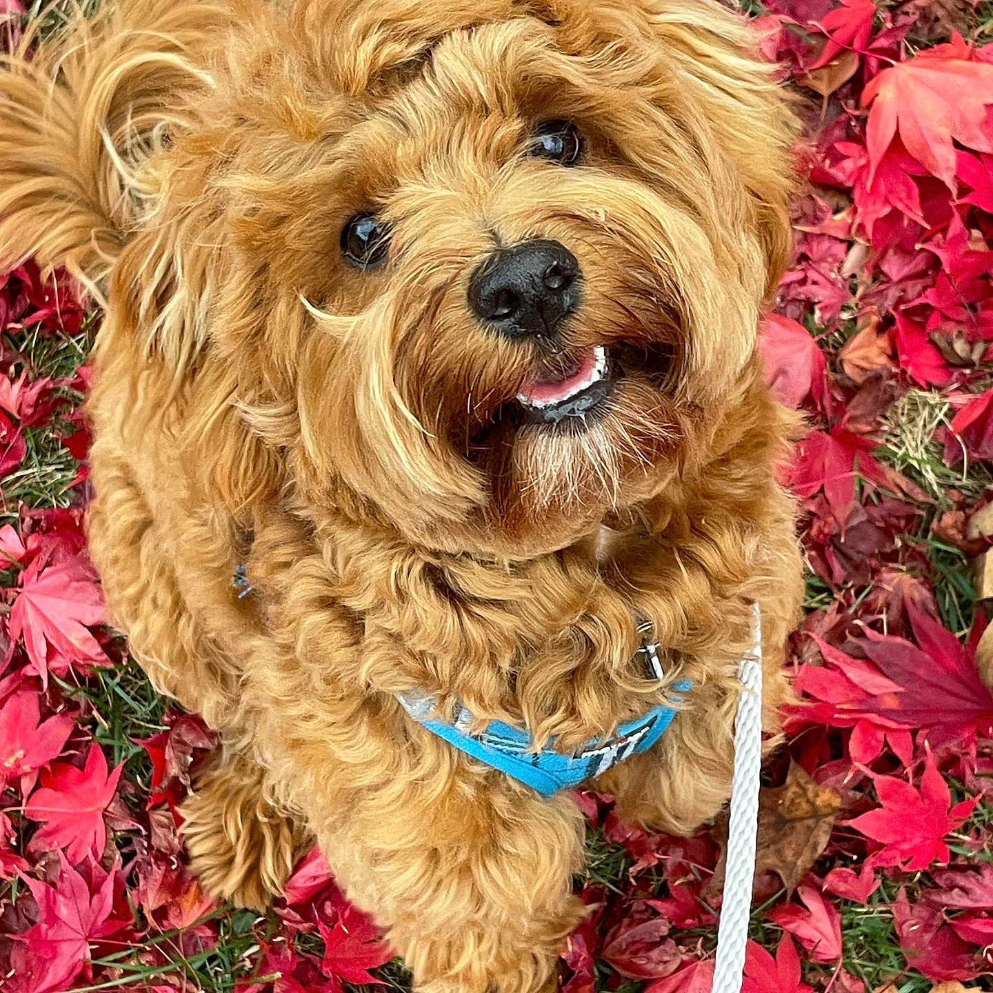 Ollie joined the competition — help win amazing prizes! animal, autumn_leaves, brown_fur, close_up, curly_fur, cute, dog, fall, grass, happy, harness, leash, looking_up, nature, outdoor, pet, portrait, red_leaves, seasonal, smiling
