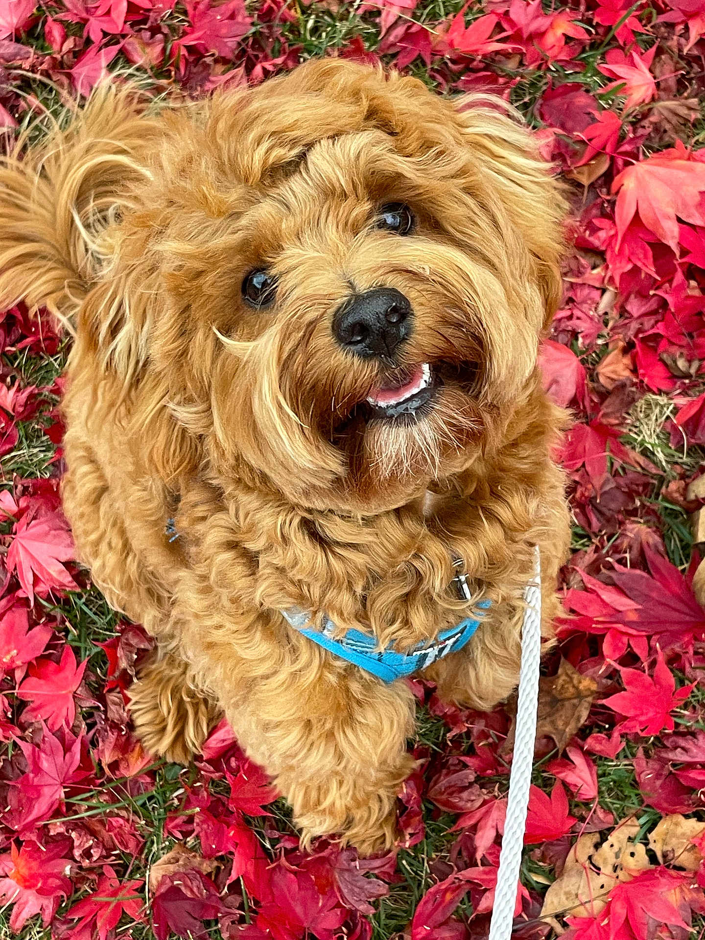 Ollie joined the competition — help win amazing prizes! dog, curly_fur, brown_fur, autumn_leaves, red_leaves, grass, harness, leash, outdoor, pet, cute, happy, animal, nature, close_up, portrait, fall, seasonal, smiling, looking_up