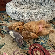 Ollie joined the competition — help win amazing prizes! animal, carpet, comfort, cozy, cute, dog, dog_bed, floral_pattern, fur, home, indoor, lying_down, pet, plush_toy, puppy, relaxed, resting, sleeping, small_dog, toy