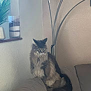Zenone a rejoint le concours — aidez-le/la à gagner de superbes lots ! cat, fluffy, indoor, living_room, couch, lamp, plant, window, vase, decor, furniture, pet, animal, sitting, fur, tail, ears, whiskers, cozy, home