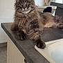 Zenone a rejoint le concours — aidez-le/la à gagner de superbes lots ! cat, fluffy, feline, pet, indoor, kitchen, countertop, yellow_eyes, long_hair, relaxed, domestic, animal, whiskers, ears, paws, fur, table, window, curtains, home