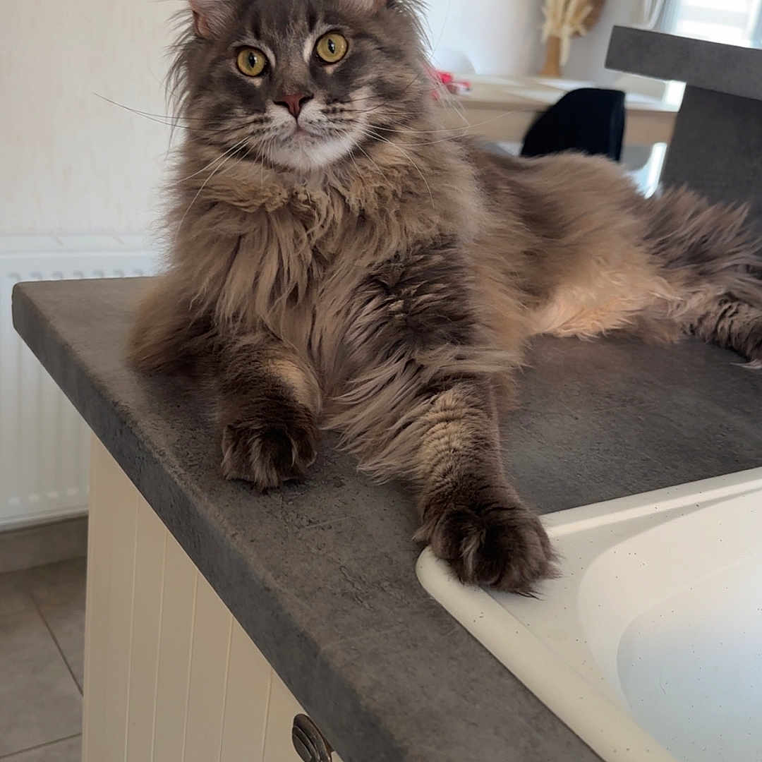 Zenone a rejoint le concours — aidez-le/la à gagner de superbes lots ! animal, cat, countertop, curtains, domestic, ears, feline, fluffy, fur, home, indoor, kitchen, long_hair, paws, pet, relaxed, table, whiskers, window, yellow_eyes