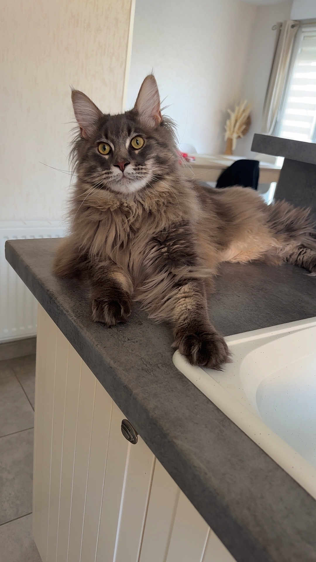 Zenone a rejoint le concours — aidez-le/la à gagner de superbes lots ! cat, fluffy, feline, pet, indoor, kitchen, countertop, yellow_eyes, long_hair, relaxed, domestic, animal, whiskers, ears, paws, fur, table, window, curtains, home