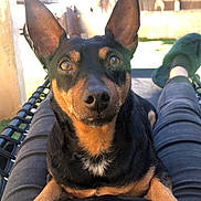 Tyson a rejoint le concours — aidez-le/la à gagner de superbes lots ! dog, pet, small_dog, lap, close_up, portrait, black_and_tan, ears_up, paws, snout, whiskers, relaxed, outdoor, backyard, sunlight, fence, legs, slippers, lounge_chair, human_lap