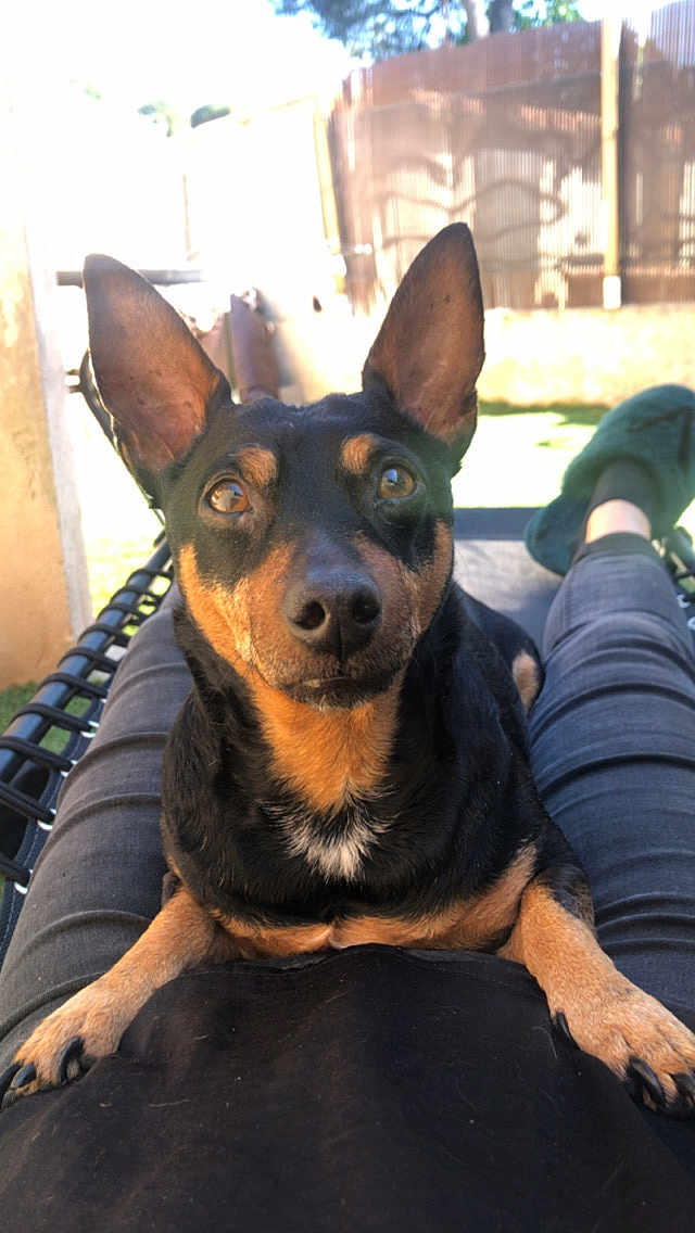 Tyson a rejoint le concours — aidez-le/la à gagner de superbes lots ! dog, pet, small_dog, lap, close_up, portrait, black_and_tan, ears_up, paws, snout, whiskers, relaxed, outdoor, backyard, sunlight, fence, legs, slippers, lounge_chair, human_lap