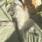Norman is registered to the contest to win money with this photo: cat, fluffy, sleeping, bed, blanket, sunlight, cozy, stuffed_animal, bunny, paws, relaxation, indoor, pet, feline, fur, comfort, resting, cute, animal, domestic