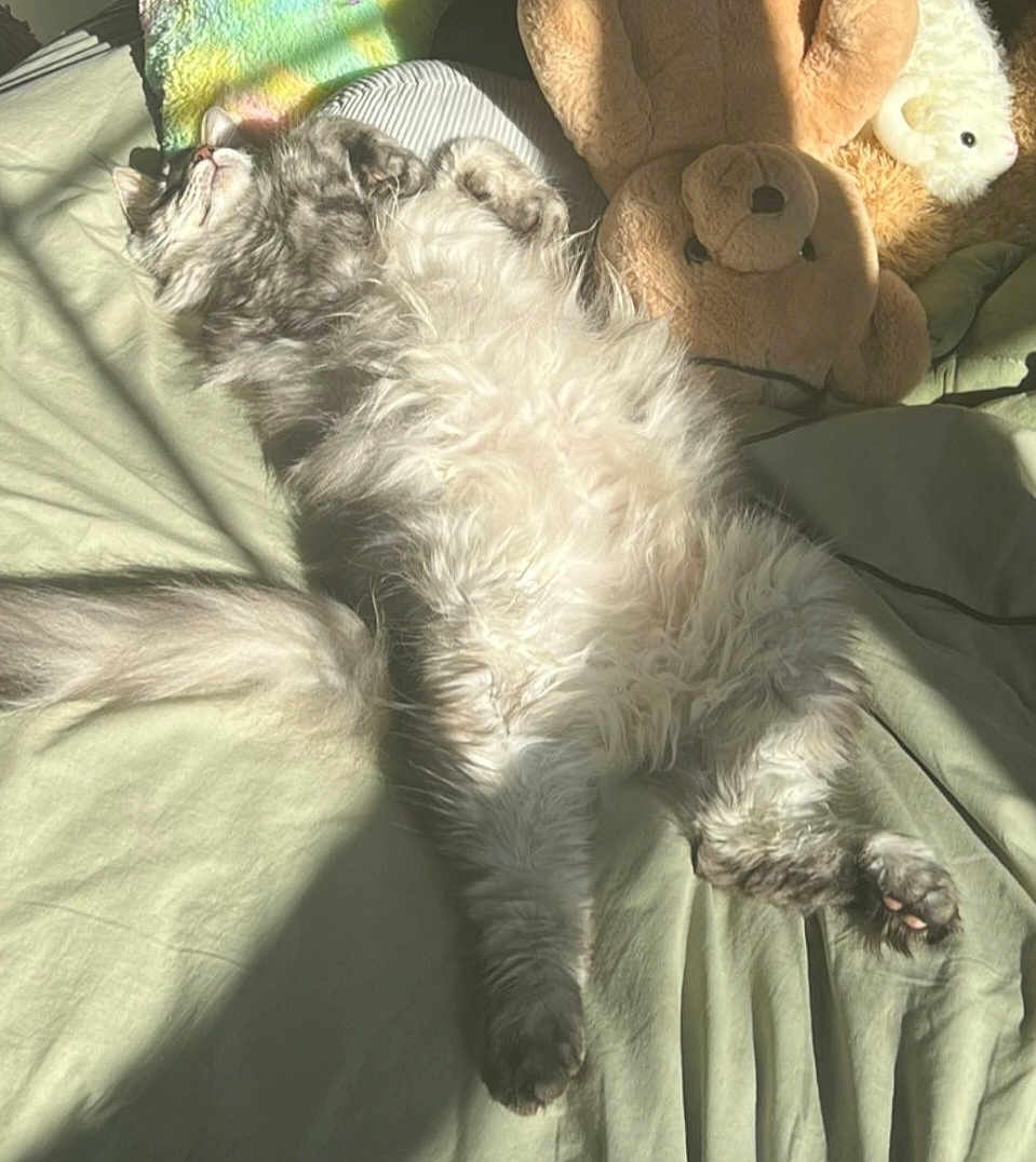 Norman is registered to the contest to win money with this photo: cat, fluffy, sleeping, bed, blanket, sunlight, cozy, stuffed_animal, bunny, paws, relaxation, indoor, pet, feline, fur, comfort, resting, cute, animal, domestic