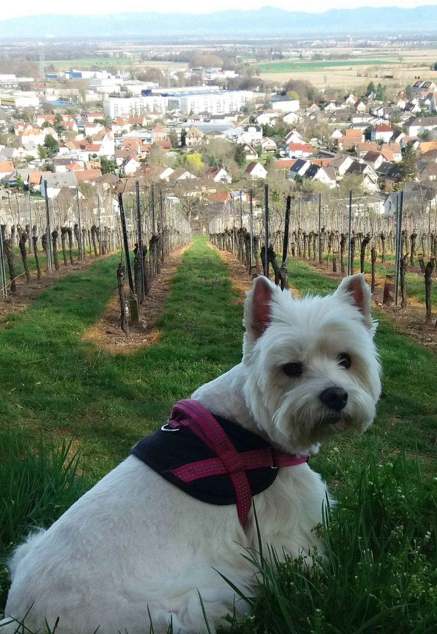 Nell participe au concours pour gagner de l'argent avec cette photo : canidae, carnivore, cloud, collar, companion_dog, dog, dog_breed, dog_collar, dog_supply, fashion_accessory, fawn, grass, plant, sky, small_terrier, snout, sporting_group, toy_dog, tree, working_animal