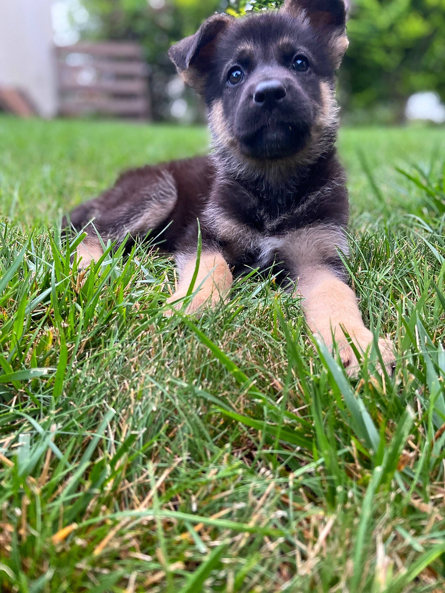 Sadie joined the competition — help win amazing prizes! canidae, carnivore, dog, dog_breed, grass, mammal, plant, puppy, rare_breed_dog, snout, sporting_group, vertebrate