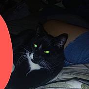Jax joined the competition — help win amazing prizes! animal, black_cat, cat, closeup, cozy, dark_background, denim_shorts, domestic_animal, fur, green_eyes, indoor, lap, legs, night, person, pet, relaxing, resting, tuxedo_cat, whiskers