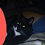 animal, black_cat, cat, closeup, cozy, dark_background, denim_shorts, domestic_animal, fur, green_eyes, indoor, lap, legs, night, person, pet, relaxing, resting, tuxedo_cat, whiskers