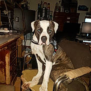 Sky a rejoint le concours — aidez-le/la à gagner de superbes lots ! dog, brindle, white, office_chair, worn_furniture, cluttered_room, electronics, desk, computer_monitors, cables, sitting, indoor, animal, pet, curious, flash_reflection, brown, black, metal_armrest, tape