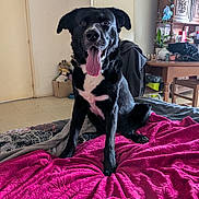 Major participe au concours pour gagner de l'argent avec cette photo : animal, bed, black_dog, blanket, canine, chair, cozy_room, dog, domestic_animal, door, floor, furniture, happy, houseplant, indoor, pet, pink_blanket, table, tongue_out, wooden_furniture