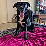 animal, bed, black_dog, blanket, canine, chair, cozy_room, dog, domestic_animal, door, floor, furniture, happy, houseplant, indoor, pet, pink_blanket, table, tongue_out, wooden_furniture